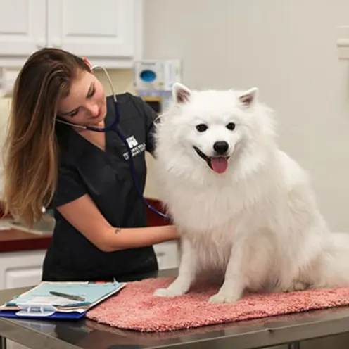 Staff examine fluffy dog